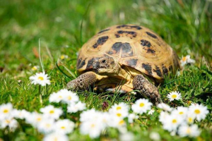 Kako podaljšati življenje želve doma?